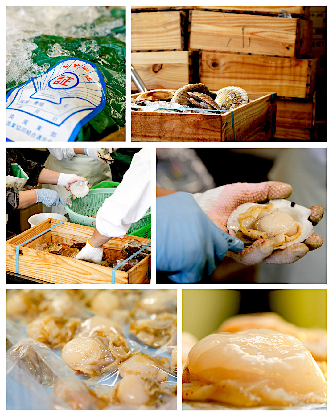 青森ほたての殻剥き作業