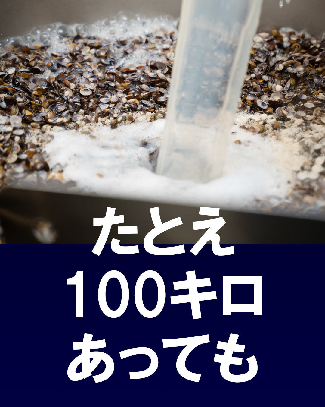 たとえ100キロのしじみ貝があっても