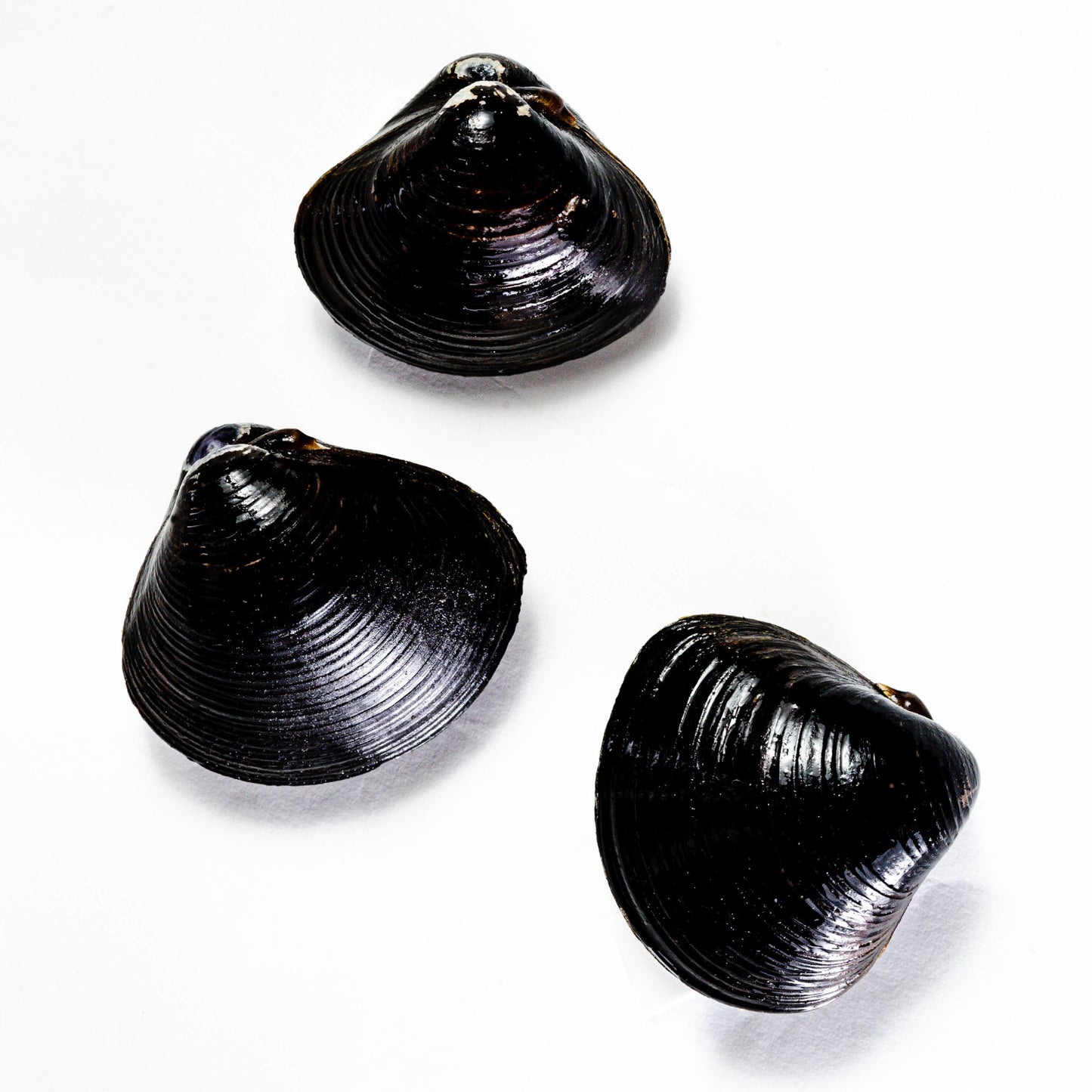 大和しじみ汁(特大)・ほたてみそ汁こだわり15食セット_詳細