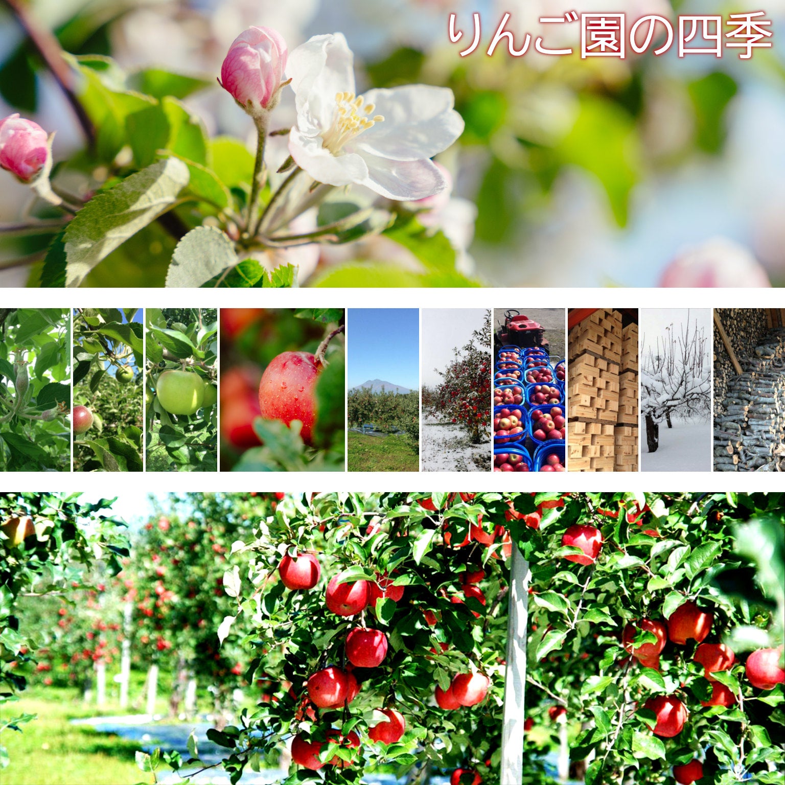 (りんごジュレ共通)りんご園の四季