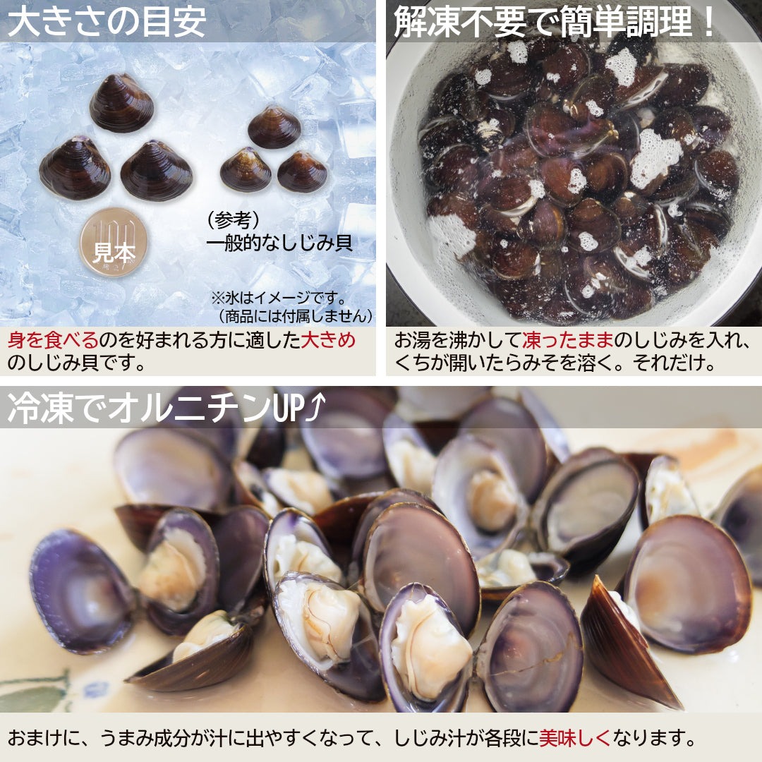 冷凍しじみMサイズの参考サイズと身のイメージ写真です。