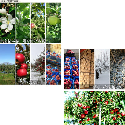 ギフト_青森りんごジュレ_詳細画像